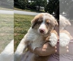 Small #1 Australian Shepherd