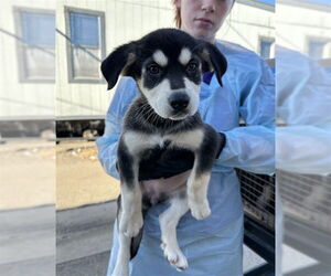 Rottweiler-Siberian Husky Mix Dogs for adoption in Stockton, CA, USA