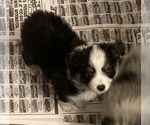 Small Photo #4 Miniature Australian Shepherd Puppy For Sale in FORT MORGAN, CO, USA