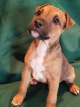 Medium Photo #1 Jack Russell Terrier-Patterdale Terrier Mix Puppy For Sale in BREWSTER, WA, USA