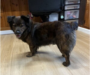 Mutt Dogs for adoption in Raleigh, NC, USA