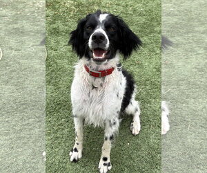 Brittany Dogs for adoption in Curwensville, PA, USA