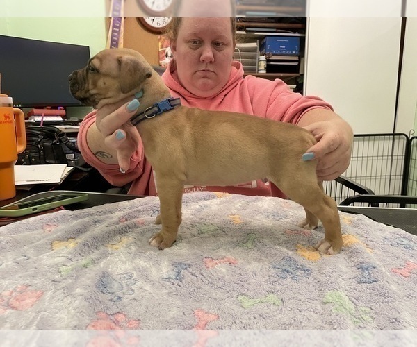 Medium Photo #8 American Pit Bull Terrier Puppy For Sale in TACOMA, WA, USA