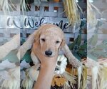 Small Photo #17 Goldendoodle Puppy For Sale in ZEBULON, NC, USA