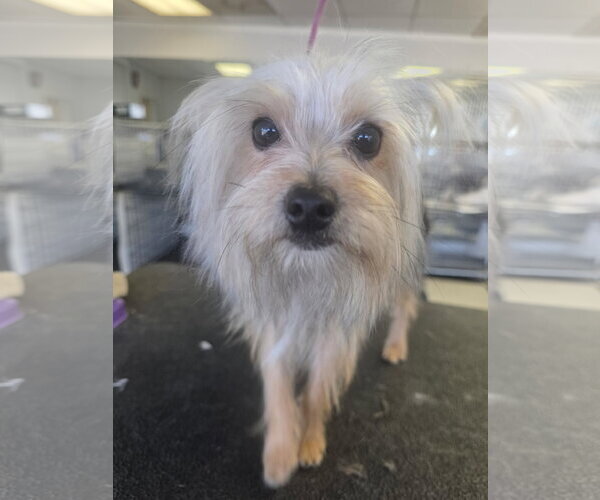 Medium Photo #7 Shih Tzu-Unknown Mix Puppy For Sale in Santa Clarita, CA, USA