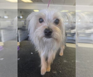 Teddy - Male Shih Tzu-Unknown Mix Dog for Adoption - Photo #7