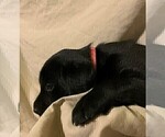 Small #15 Labrador Retriever