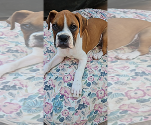 Boxer Puppy for sale in HIGHLAND LAKES, NJ, USA