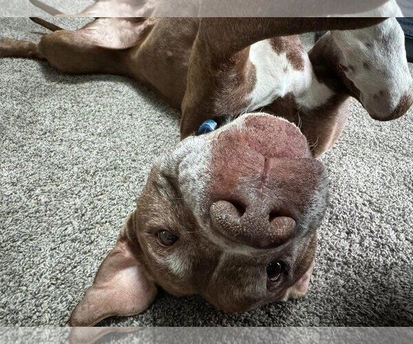 Medium Photo #18 American Pit Bull Terrier-Unknown Mix Puppy For Sale in Germantown, OH, USA