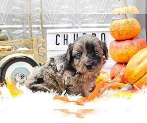 Aussiedoodle Miniature  Puppy for sale in COLLEGE STA, TX, USA