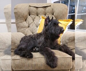 Bouvier Des Flandres Puppy for sale in DOSS, MO, USA