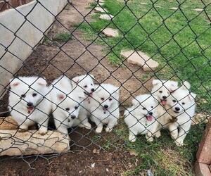 Miniature American Eskimo Puppy for sale in CEDAR CREEK, TX, USA