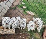 Small Miniature American Eskimo