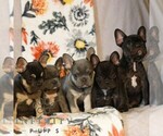 Small #1 French Bulldog