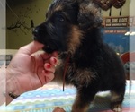 Small Photo #197 German Shepherd Dog Puppy For Sale in LA FAYETTE, NY, USA