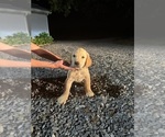 Puppy Billy Golden Retriever