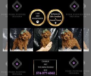 Poodle (Miniature) Puppy for sale in WARSAW, IN, USA