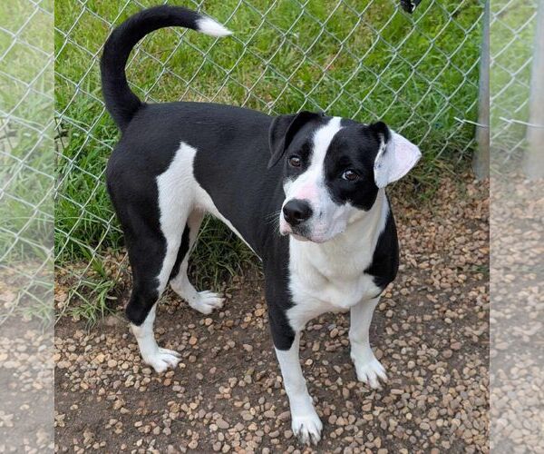 Medium Photo #3 Labrador Retriever-Unknown Mix Puppy For Sale in Anniston, AL, USA