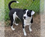 Small #2 Labrador Retriever Mix