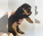 Small Photo #14 Yorkshire Terrier Puppy For Sale in PALM HARBOR, FL, USA