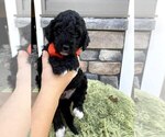Puppy 3 Goldendoodle