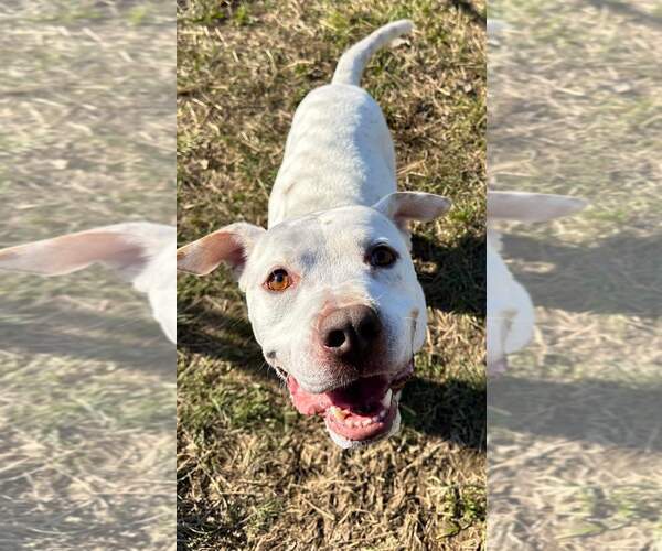 Medium Photo #9 American Bulldog-Unknown Mix Puppy For Sale in Calhoun, GA, USA