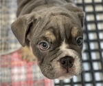 Small Photo #9 English Bulldog Puppy For Sale in BUCKEYE, AZ, USA