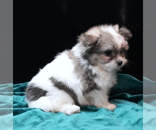 Medium Photo #5 Maltipom Puppy For Sale in ROCK VALLEY, IA, USA