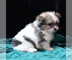 Small #4 Maltipom