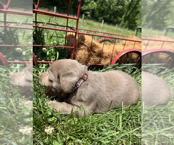 Medium Photo #2 Labrador Retriever Puppy For Sale in NEOLA, WV, USA