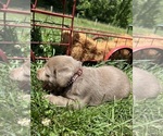 Small #1 Labrador Retriever