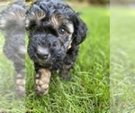 Small Photo #3 Aussiedoodle Miniature  Puppy For Sale in COMMERCE, MI, USA