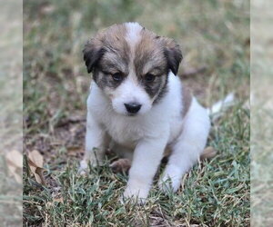 Shakira - Female Great Pyrenees-Unknown Mix Dog for Adoption - Photo #2