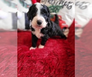 Goldendoodle-Miniature Bernedoodle Mix Puppy for sale in LAKE CITY, FL, USA