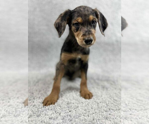 Medium Photo #5 Poodle (Standard)-Unknown Mix Puppy For Sale in Grafton, WI, USA