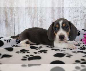 Dachshund Puppy for sale in SHILOH, OH, USA