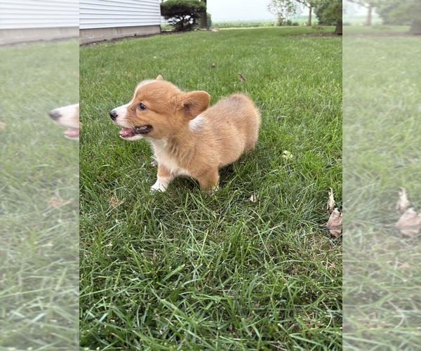 Medium Photo #12 Pembroke Welsh Corgi Puppy For Sale in MILFORD, IN, USA
