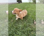 Small Photo #12 Pembroke Welsh Corgi Puppy For Sale in MILFORD, IN, USA