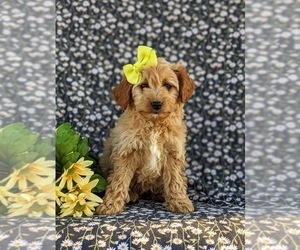 Goldendoodle (Miniature) Puppy for sale in OXFORD, PA, USA