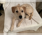Small #1 Border Terrier Mix