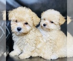 Small Photo #7 Maltipoo Puppy For Sale in SAN BERNARDINO, CA, USA