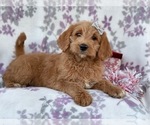 Small Photo #13 Labradoodle Puppy For Sale in LAKELAND, FL, USA