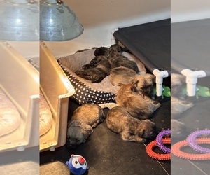 Cairn Terrier Litter for sale in HASTINGS, NE, USA