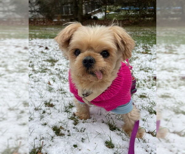 Medium Photo #10 Mutt Puppy For Sale in Allentown,, PA, USA