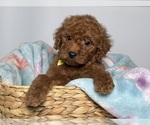 Small #1 Goldendoodle