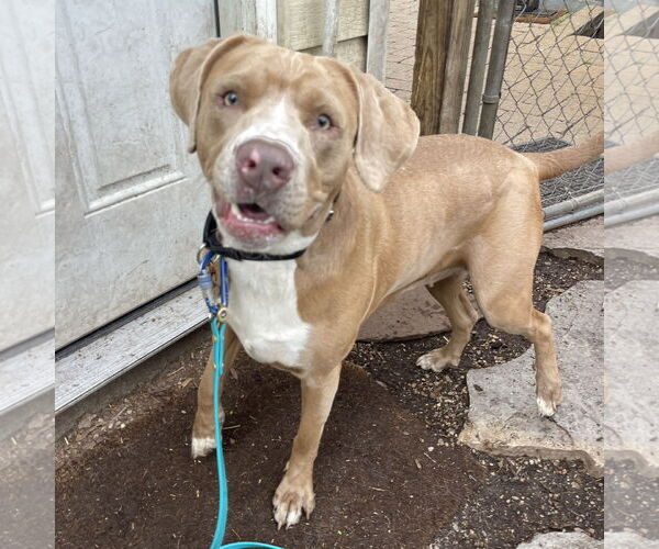 Medium Photo #6 American Pit Bull Terrier-Golden Retriever Mix Puppy For Sale in Techny, IL, USA
