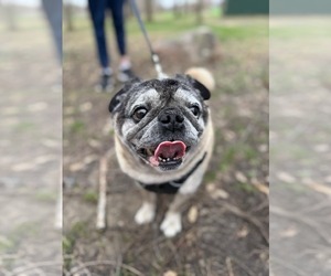 Pug Dogs for adoption in Indianapolis, IN, USA