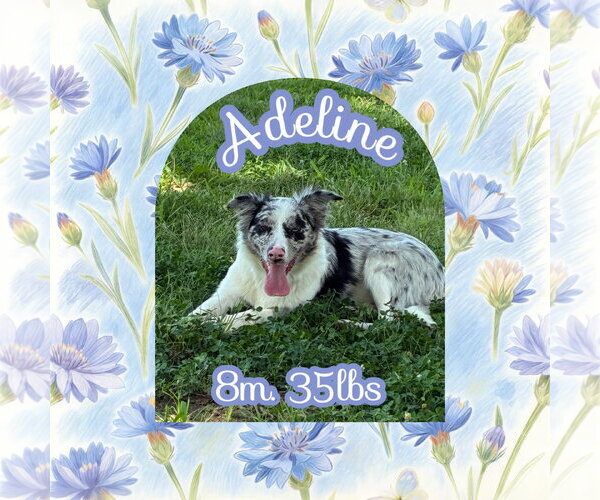 Medium Photo #4 Australian Shepherd Puppy For Sale in Dallas, TX, USA
