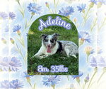 Small #3 Australian Shepherd