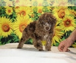 Maurice - Male Poodle (Toy) Puppy for Sale - Photo #14